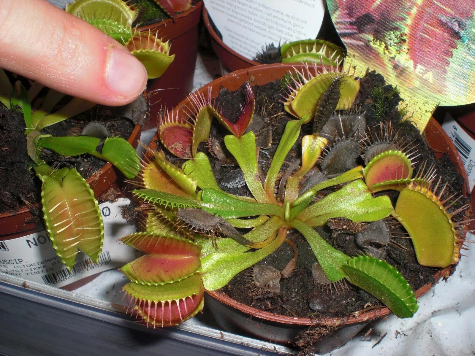 Венерина Дионея. Дионея мухоловка. Венерина мухоловка Dionaea. Дионея Мусципула.