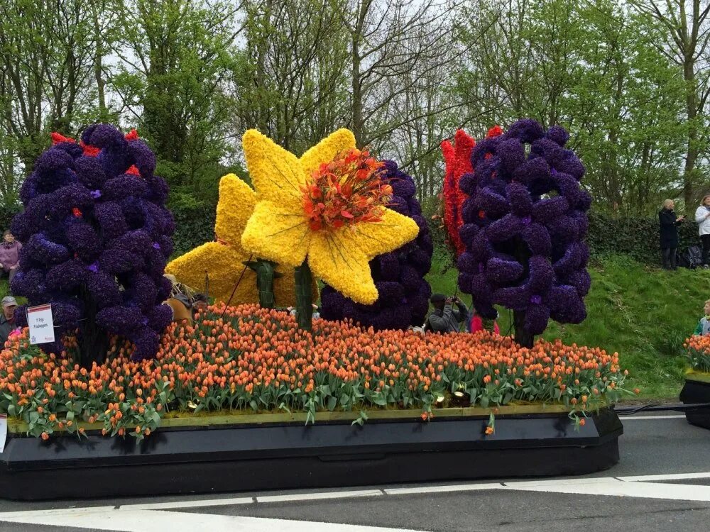 Цвет параду. Кёкенхоф парад цветов 2020. Парад цветов в аалсмеере (голландия). Праздник цветов, выставка цветов арт объекты. Фестиваль цветов bloemencorso в голландии.