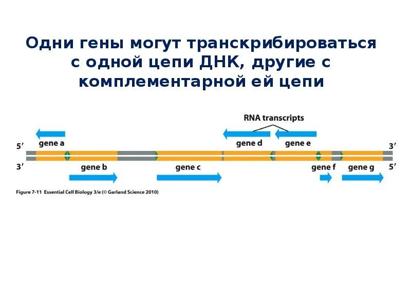 Гипотеза 1 ген 1 фермент. Промотор эукариот. Концепция один ген один белок. Гипотеза один ген один фермент ее современная трактовка. 1 ген 1 полипептид