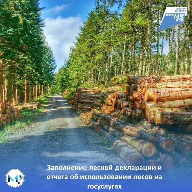 Прием лесных деклараций. Прием лесных деклараций