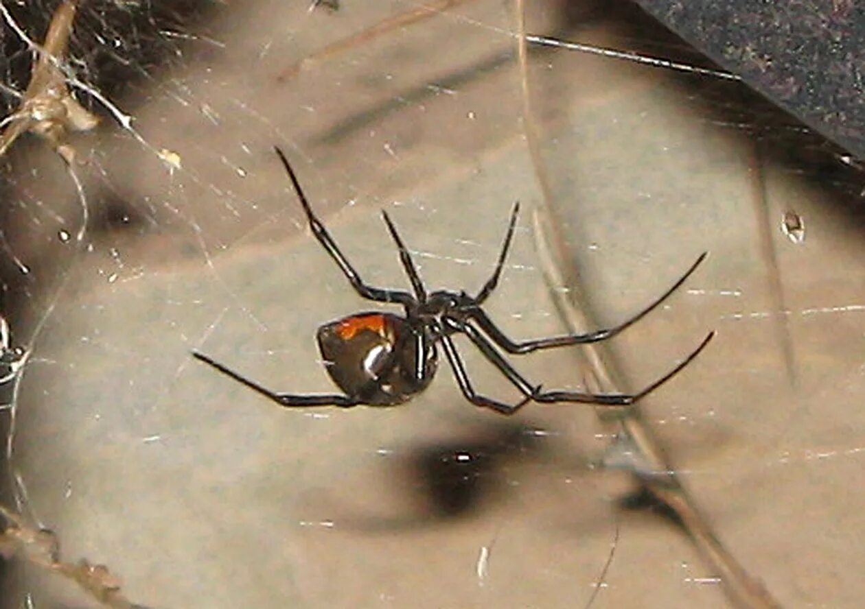 Каракурт ложный , или ложная чёрная вдова (Steatoda paykulliana) (Справочник тер