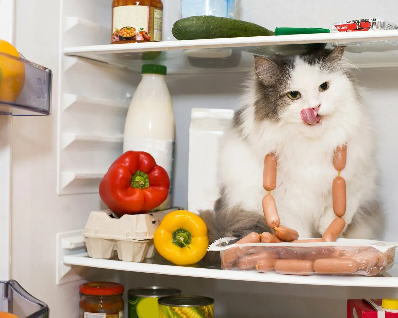 Cats kitchen. Кот в холодильнике. Котик с едой. Еда для кошек. Котенок на кухне.
