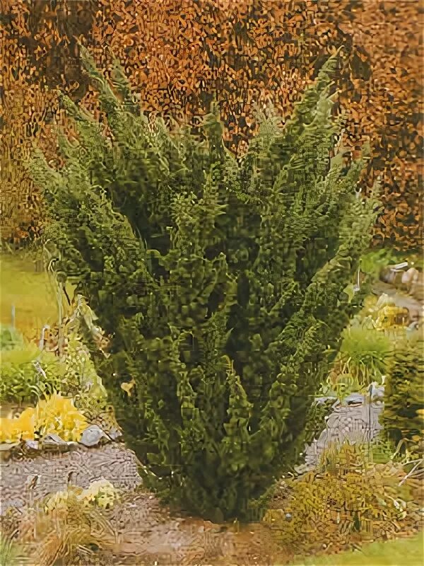Можжевельник блаув фото Juniperus chinensis 'Blaauw' Питомник Тайга