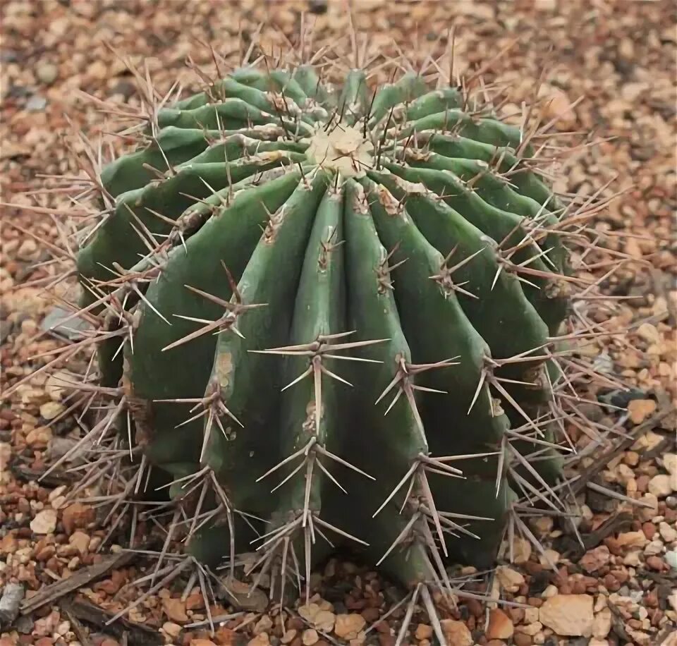 Пунция. Эхинокактус платиакантус. Gymnocalycium anisitsii. Ферокактус хорридус. Ночной цереус.