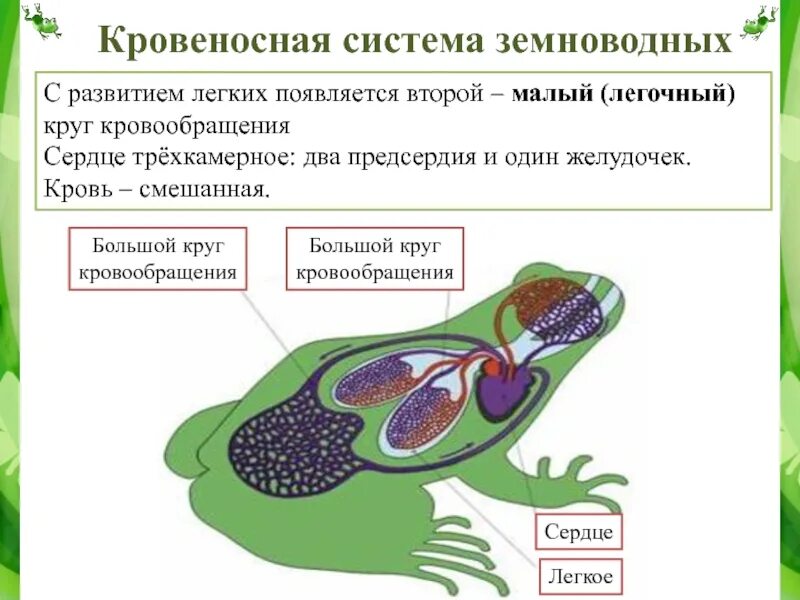 Строение функции земноводных. Дыхательная система амфибий схема. система дыхания и кровообращения у земноводных. строение дыхательной системы лягушки. кровеносная система земноводных.