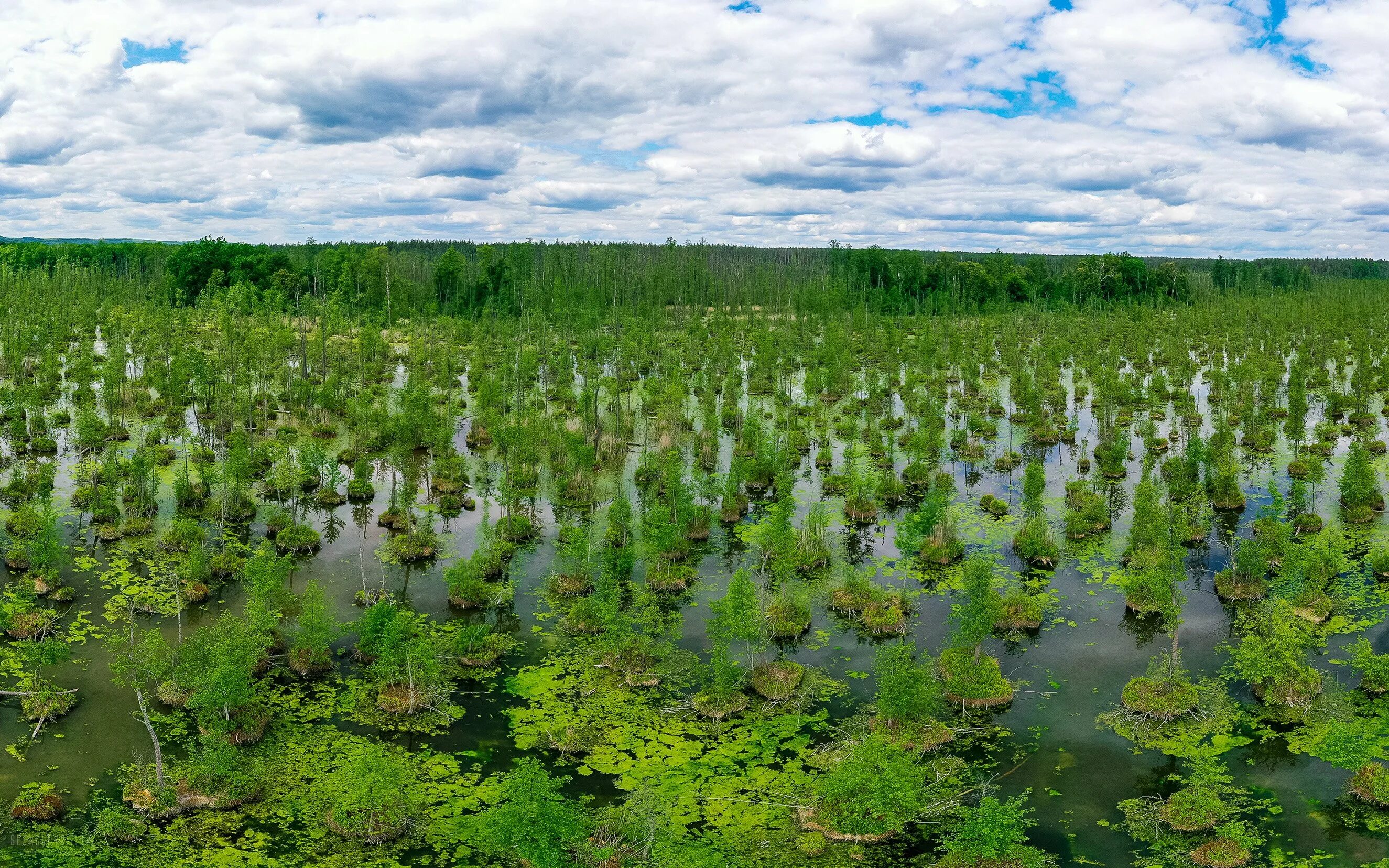 В исследованной воде из местного болота. Болото Харвязи. Ручей ЕКБ болото. Вишенское болото Нижегородская область. Сюрьевское болото Ленинградская область.