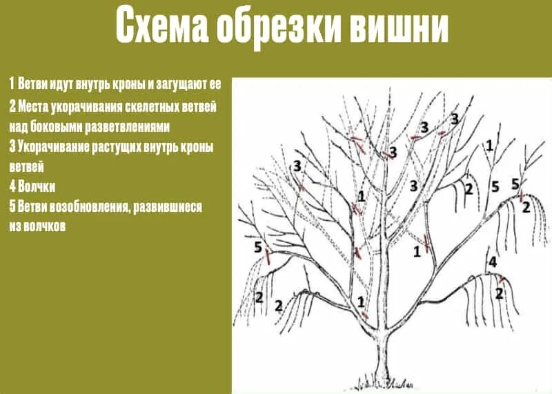 Нужно ли обрезать черешню. Обрезка кустовой вишни. Обрезка черешни осенью схема. Схема обрезки вишни. Правильно обрезанная вишня.