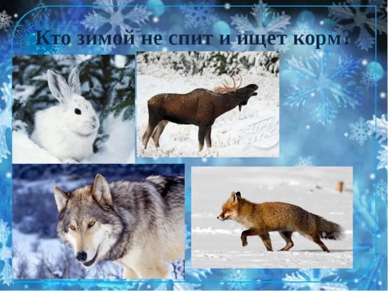 Кто зимой из животных