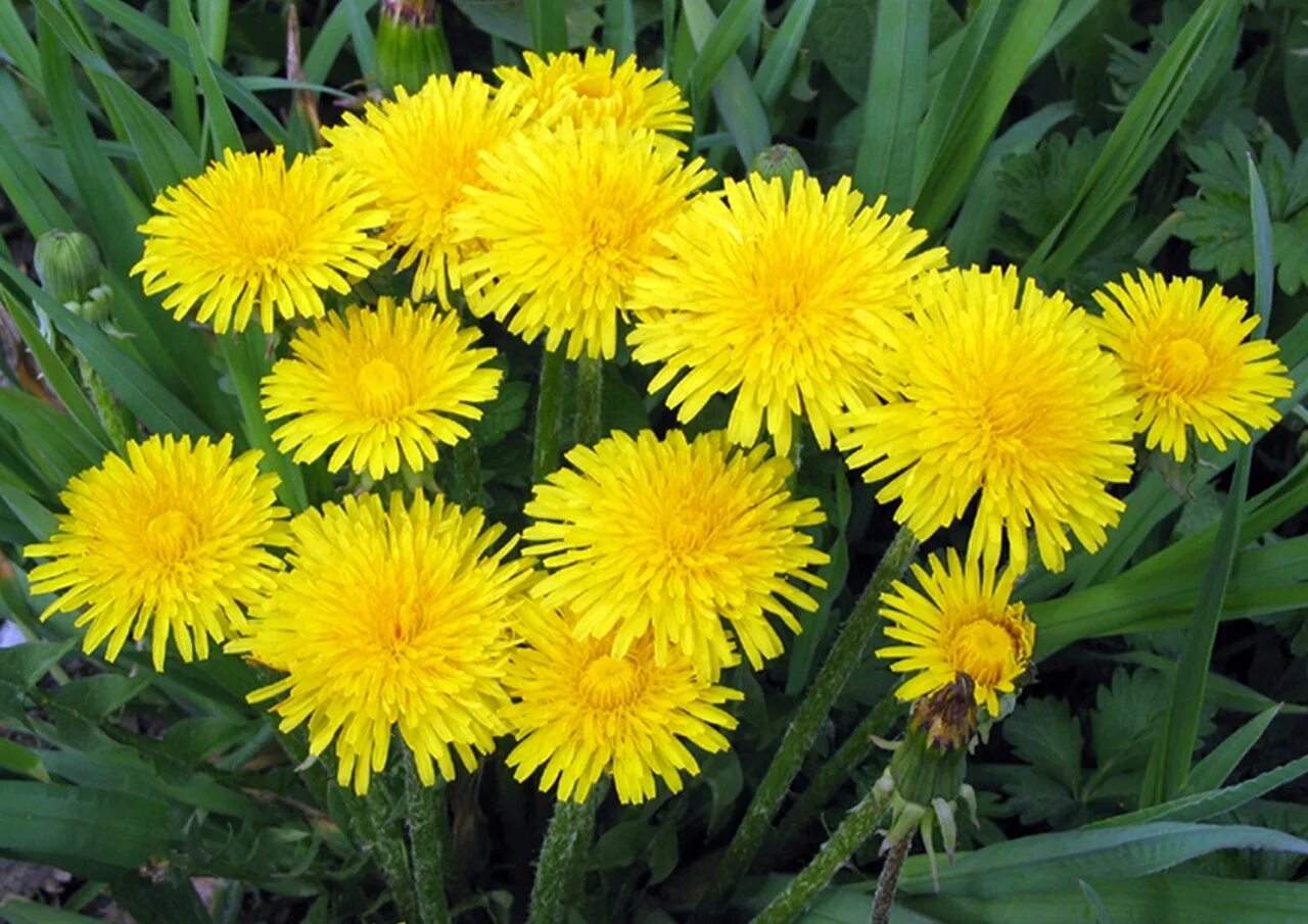 Одуванчик травянистое растение. Одуванчик травянистое растение. Одуванчик луговой дикорастущий. Одуванчик (taraxacum officinale f. Одуванчик линейнолистный.