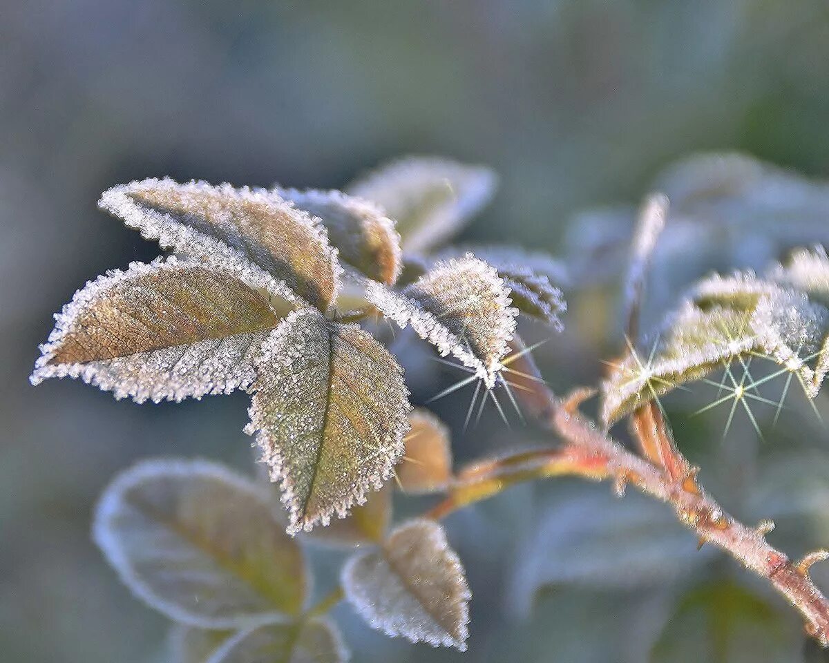 осенний иней. заморозки в россии. 1 заморозки. 1 заморозки. 1 заморозки.