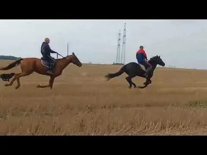 Полевая посадка на лошади