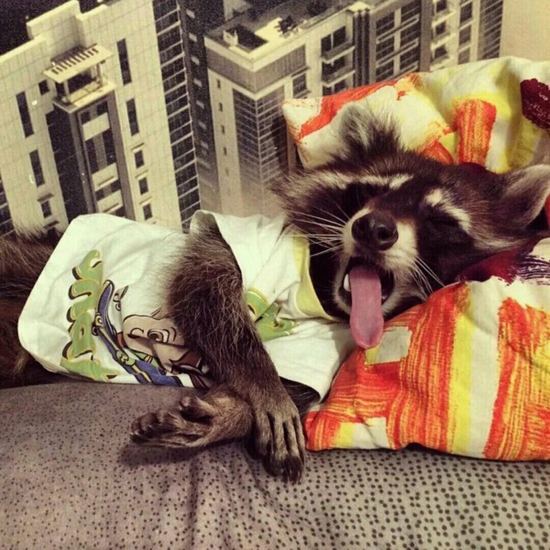 Кот засыпает. После работы порадовать. Картинки на тему отпуск. Открытка кошки с днём рождения. Ура отпуск.