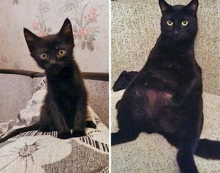 До каких растут коты