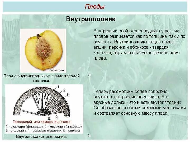 Околоплодник апельсина. Померанец околоплодник. Строение плода цитрусовых. Строение плода апельсина. Структуры околоплодника персика