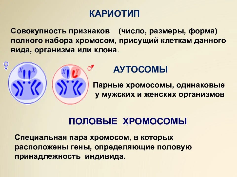 Кариотип это совокупность признаков хромосомного набора. Кариотип – совокупность признаков … набора хромосом:. презентация на тему генетика пола. генетика пола это в биологии. генетика пола кратко.