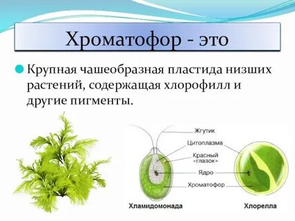 Хлорофилл у водорослей находится в хроматофоре