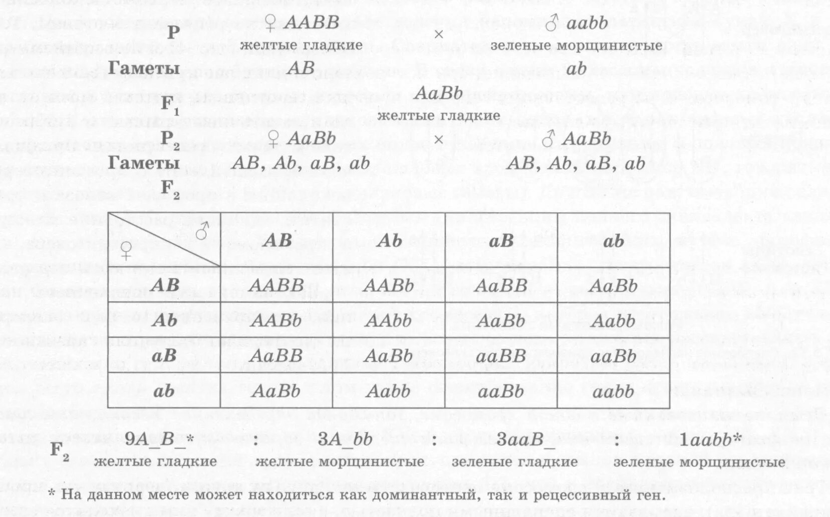 Организмы с генотипом аавв образует гаметы. Организм с генотипом ААВВ образует следующие типы гамет. Организм с генотипом ААВВ образует гаметы. Организм ААВВ образует. Сколько типов гамет образуют организмы со следующими генотипами.