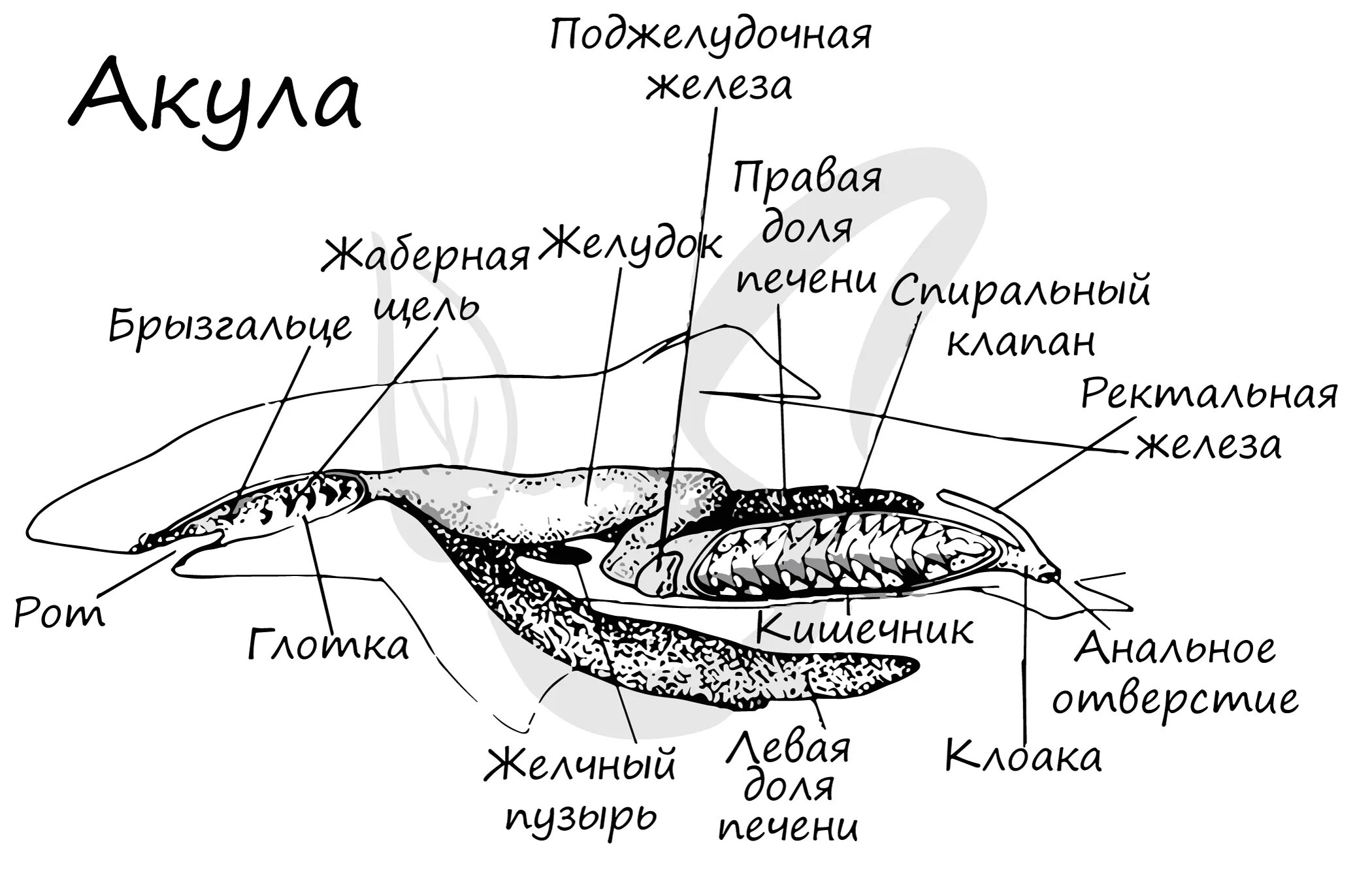 Ректальные железы. Пищеварительная система система хрящевых рыб. Пищеварительная система хрящевых рыб схема. Строение пищеварительной системы хрящевых рыб. Строение пищеварительной системы акулы.