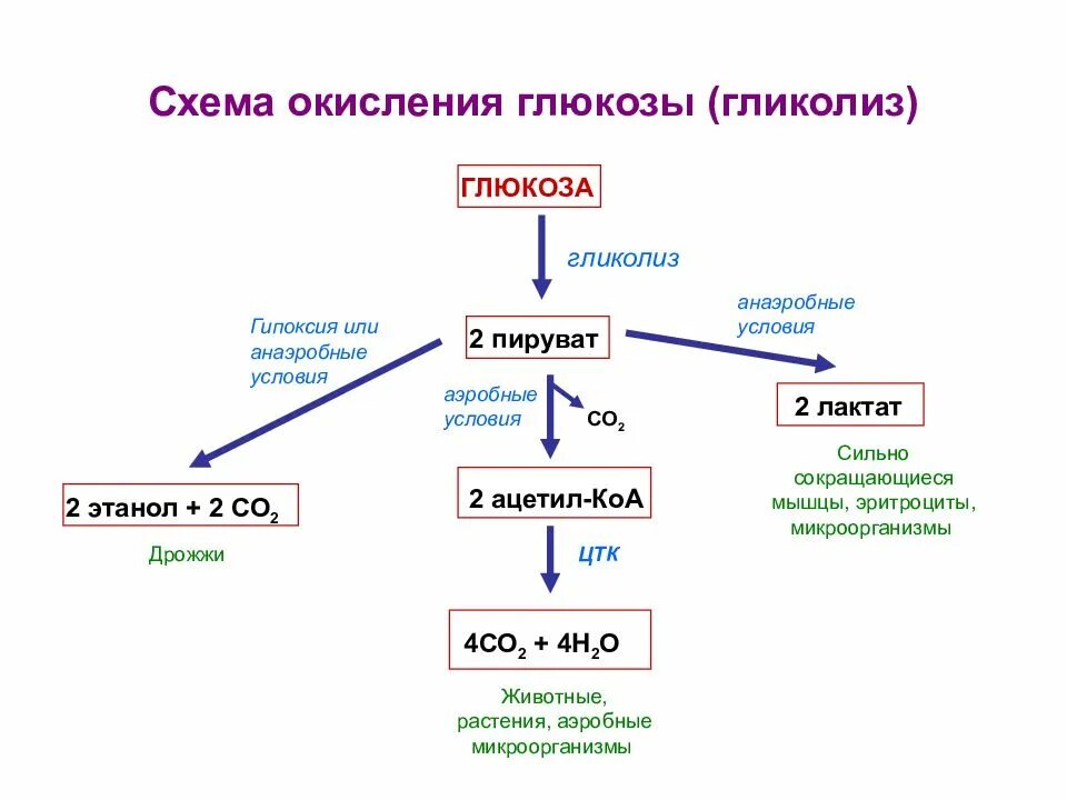 4 этап окисления глюкозы. Аэробный путь окисления Глюкозы. Схема дихотомического окисления Глюкозы. Схема анаэробного превращения Глюкозы. Общая схема процесса распада Глюкозы.