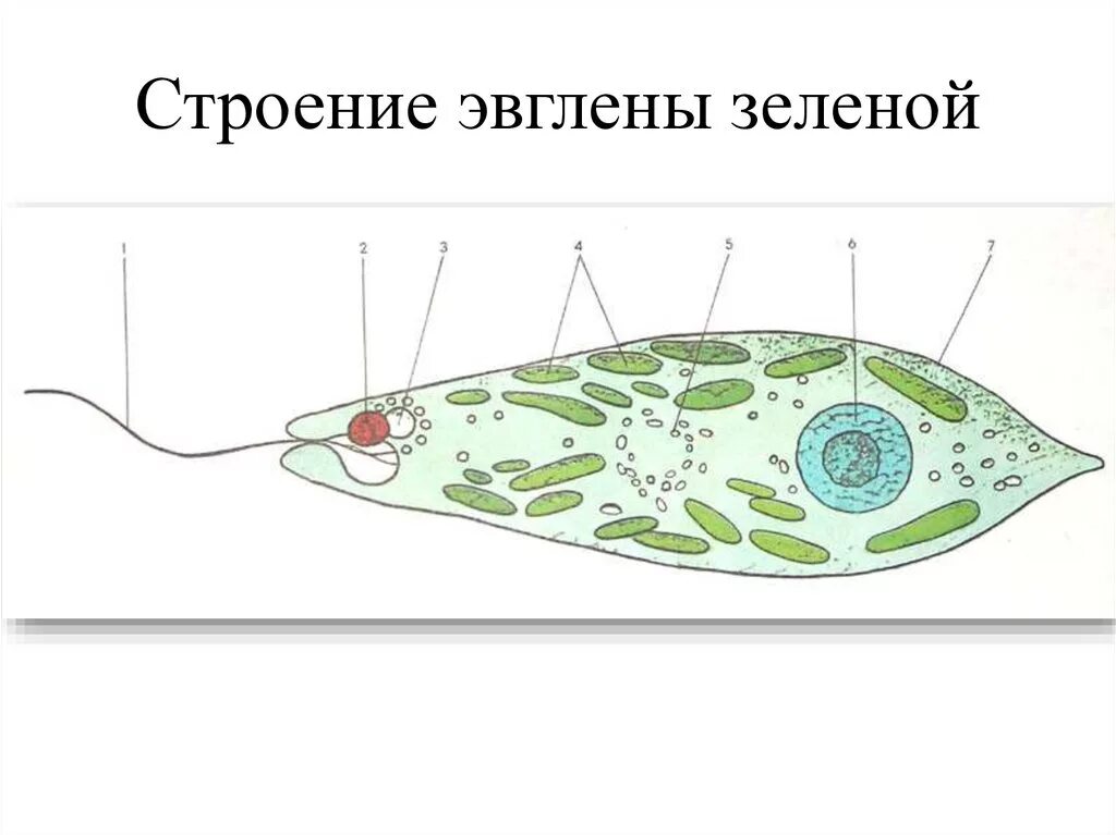 Рисунок эвглены зеленой