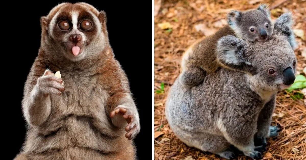 росомаха. вараны острова комодо. комодский варан. тасманский дьявол в австралии. опасно выглядящие животные.