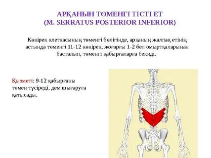 Жалпақ кеуде