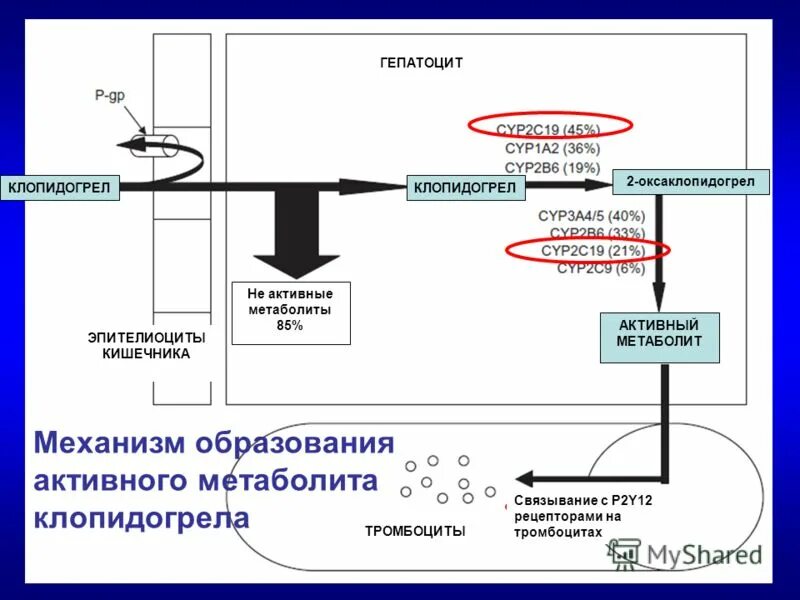 Механизм клопидогрела. Механизм действия клопидогрела. P2y12 рецепторы тромбоцитов это. Клопидогрел механизм действия фармакология. Клопидогрел механизм действия