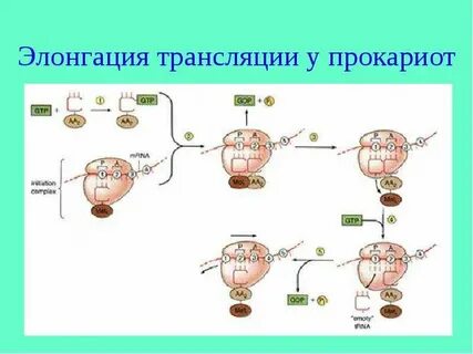 Биосинтез белка у эукариот