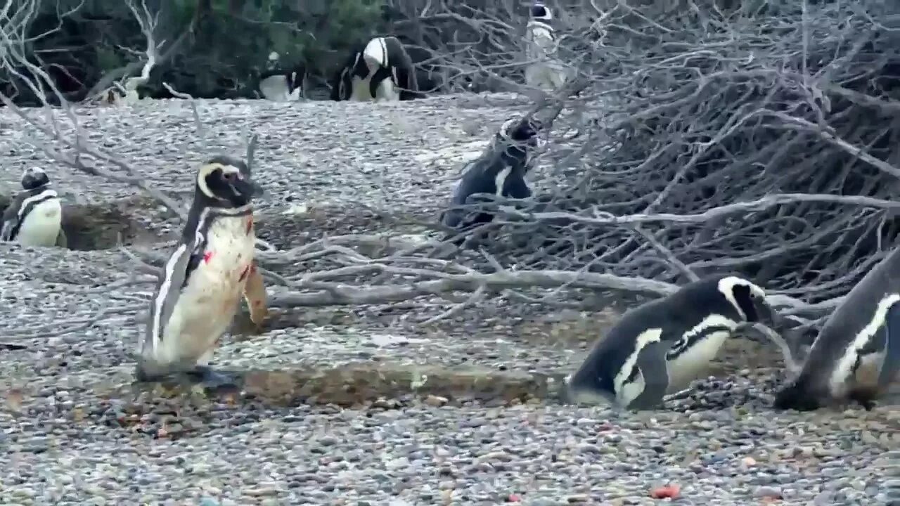 Пингвины идут с пляжа молча. Пингвины дерутся. Бухой Пингвин. Фото пьяного пингвина.