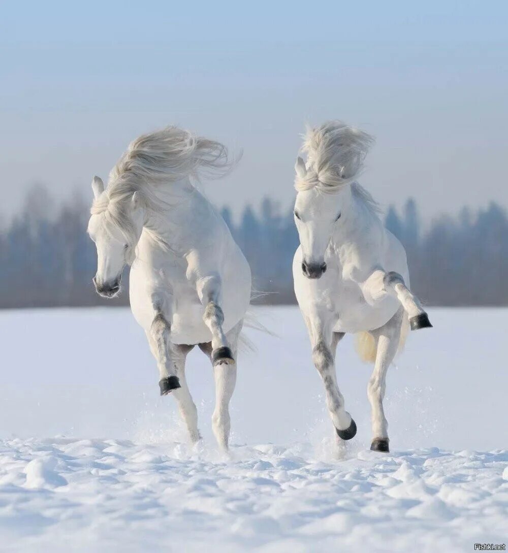 Лошадь года 2021. Белый конь. Лошадь бежит. Лошадь зима. Лошадь скачет.