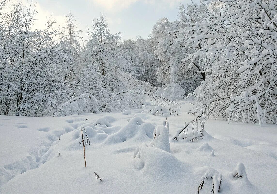 снег. снежные сугробы. деревья в снегу. белое покрывала зима. снежные деревья.