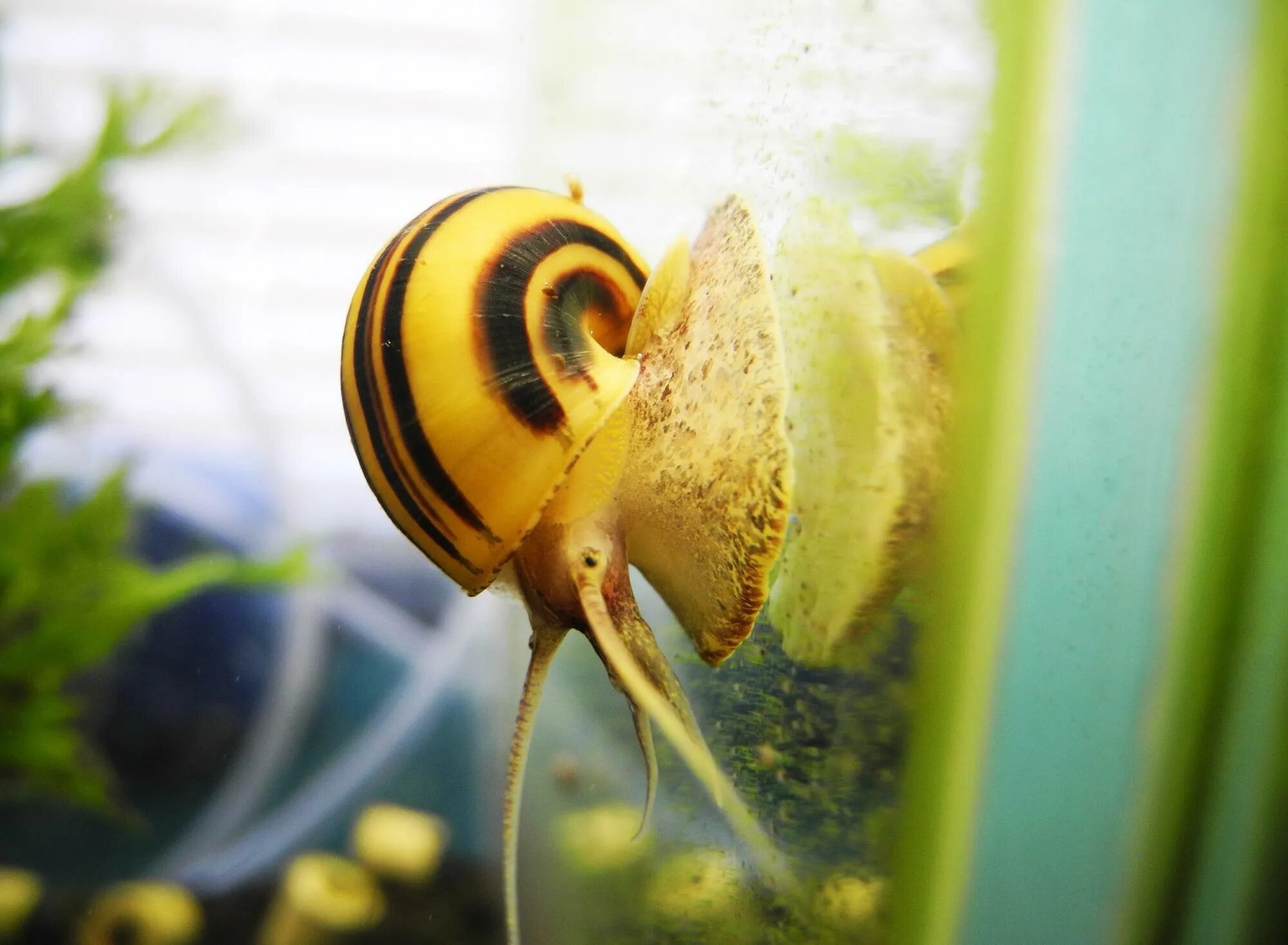улитка спикси (asolene spixi). улитка ампулярия полосатая. спикси улитки аквариумные. улитка эльф спикси. Asolene spixi.