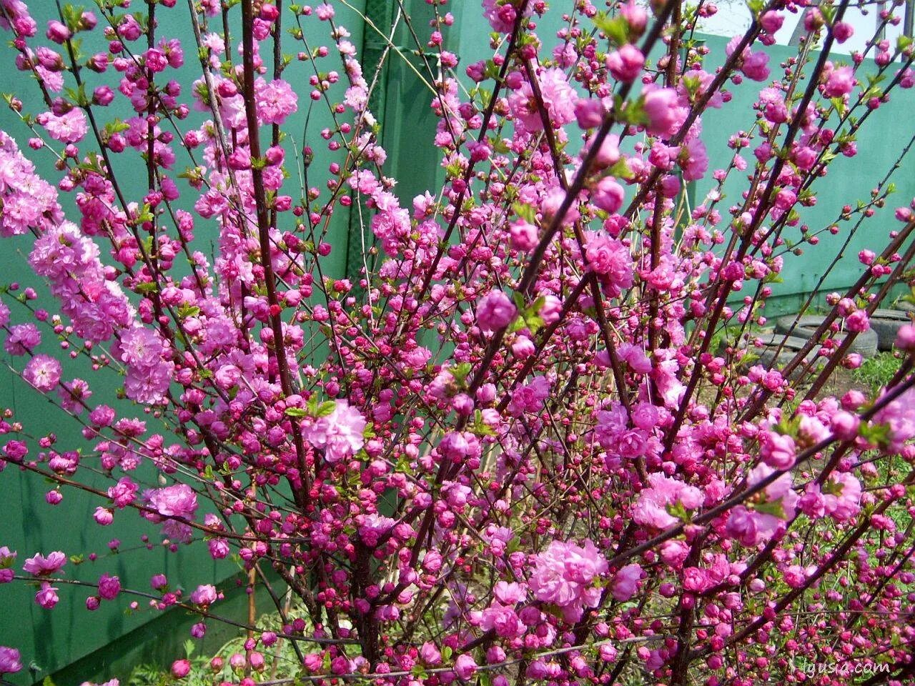 Дерево весной название цветет. Миндаль трехлопастный луизеания. Луизеания трехлопастная (Сакура). Миндаль трехлопастной Prunus triloba. Сакура (миндаль трехлопастной).