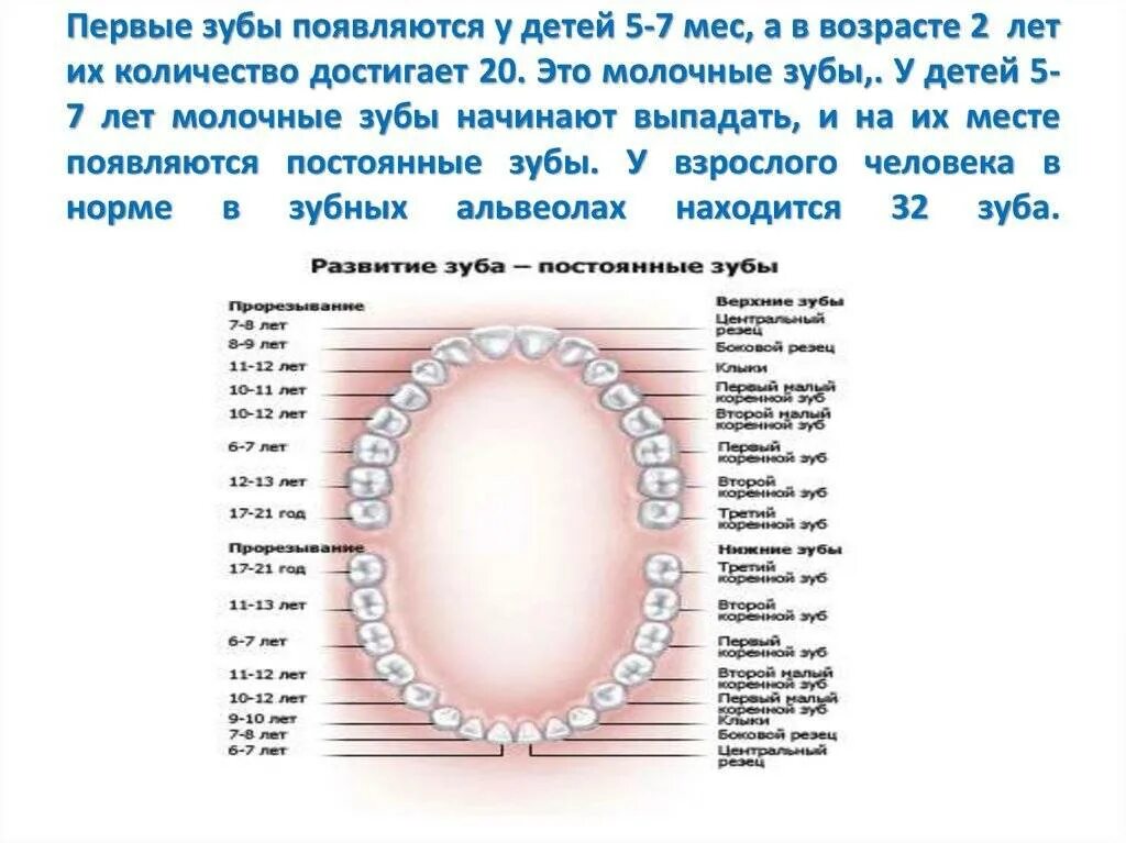 Почему выпадают зубы у взрослого. Во сколько лет меняются 5 зубы снизу. Зубы у детей схема прорезывания постоянных зубов. В каком порядке выпадают молочные зубы схема. Зубы у детей порядок выпадения молочных зубов схема.