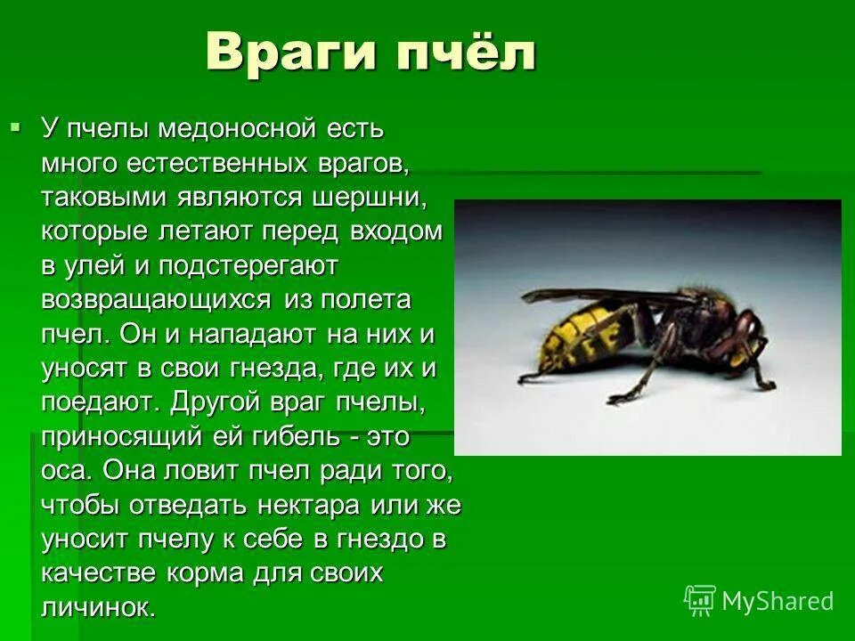 Почему пчелы относятся к насекомым. Информация о пчелах. Оса описание. Доклад о пчелах. Враг ОС И пчел.