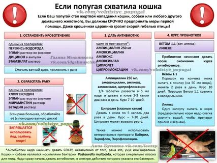 Что можно давать волнистым попугаям из еды