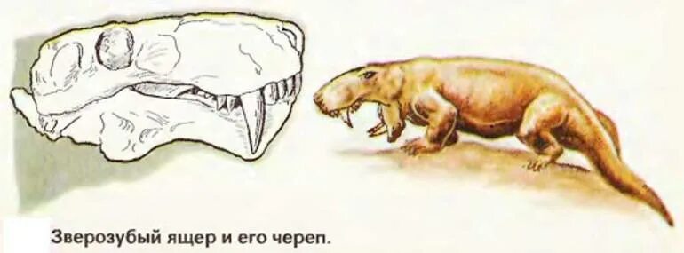 От древних зверозубых ящеров