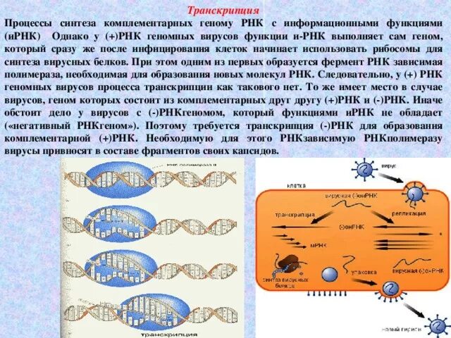 Транскрипция вирусов. Транскрипция РНК вирусов. Обратная транскрипция у вирусов. Транскрипция вирусного генома.