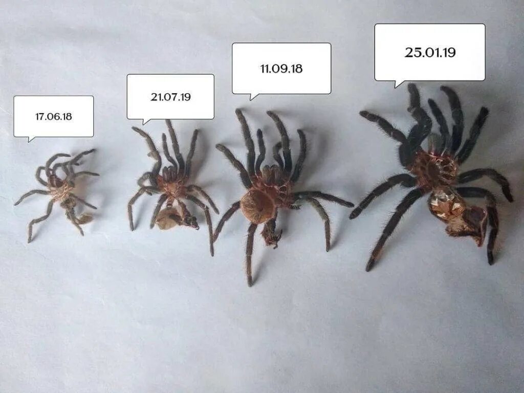 Сколько лет пауку