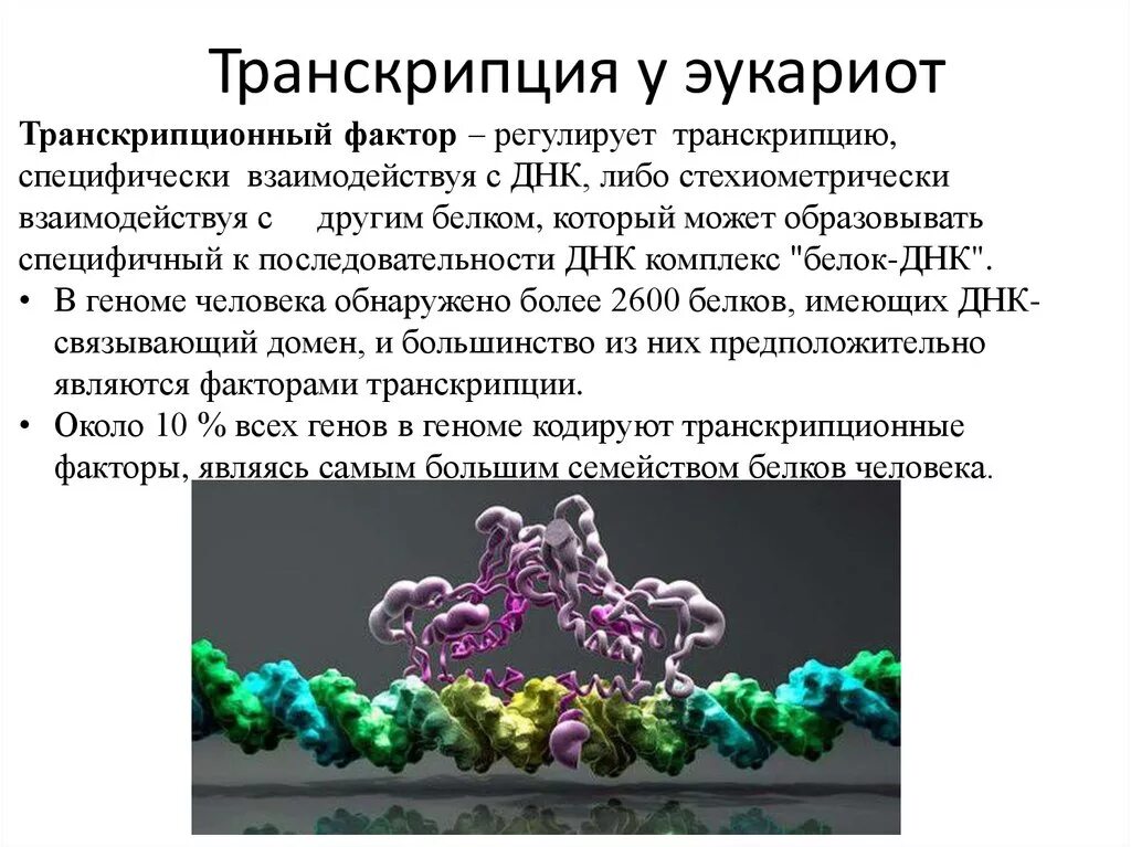 Связана с белками гистонами. Белковые факторы транскрипции ДНК. Транскрипционные факторы эукариот. Факторы транскрипции эукариот. Транскрипционные факторы.