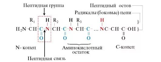 Пептидная группа белков. Пептидная группа белков формула. Строение пептидной группы. Пептиды. Пространственное строение пептидной группы.. Пептидная структура пептидов.