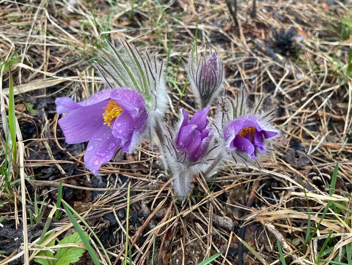 Прострел - сон трава. Цветок прострел луговой. Прострел - сон трава. Прострел ред/рубра. Прострел обыкновенный прима.