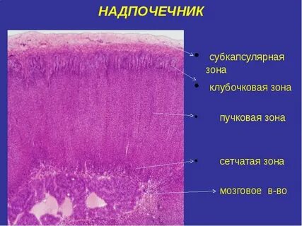 Пучковая зона надпочечников