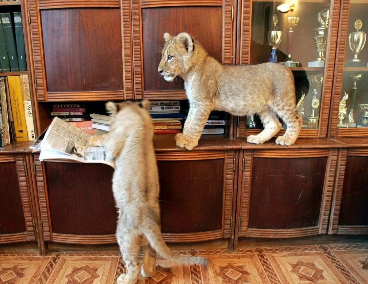 Содержание больших кошек
