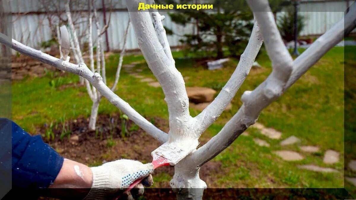 Для побелки деревьев используют. Побелка деревьев. белим деревья в саду. побелка сада. весенняя побелка плодовых деревьев.