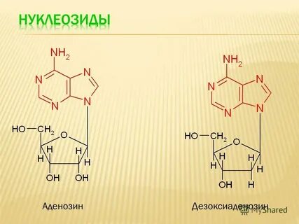 Аденозин это