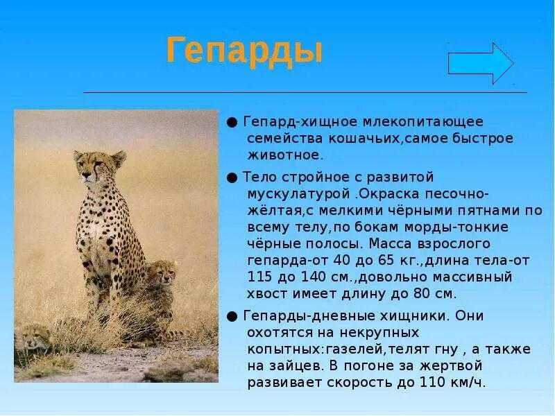 Доклад о животном 7 класс