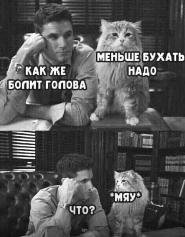 Мне говорят не бухать. Кот мем. надо бухать. мемы с котиками. мяу прикол.