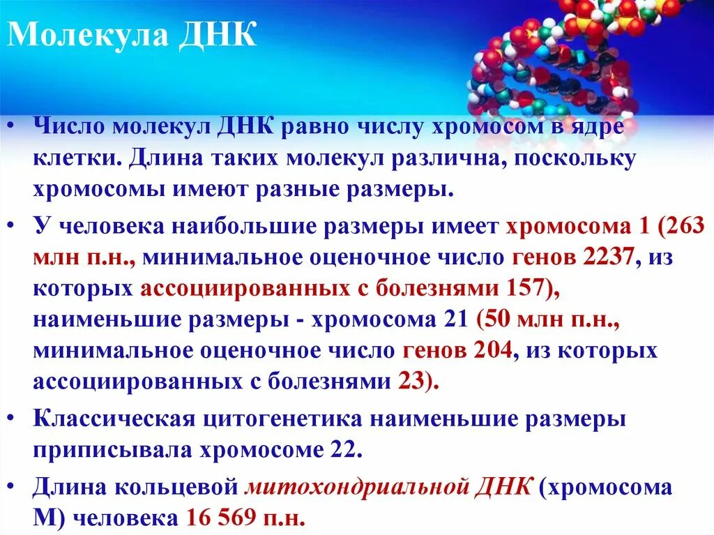 Число молекул ДНК. Длина молекулы ДНК человека.