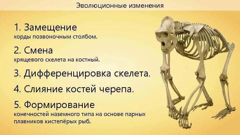 Особенности опорно двигательной системы млекопитающих. Эволюция двигательной системы животных. Эволюция опорно-двигательного аппарата животных. Эволюция опорно-двигательной системы позвоночных. Эволюция опорно двигательной системы системы животных.